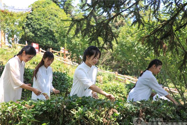 学院|广西职业技术学院茶文化推广进乐业凌云活动综述