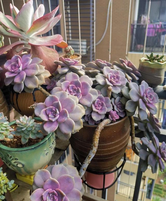 这“三多肉”是耐寒小普货，遇水疯长“寓意好”，半年养成小老桩