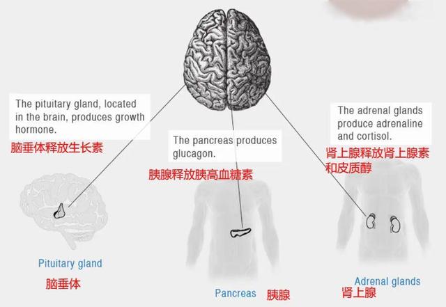 闺蜜饿着很舒服，我少吃一顿就着急上火，好身材秘方