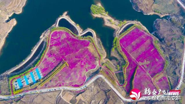 趣旅游@芝樱花海，为新泰“织”起“彩色地毯”！
