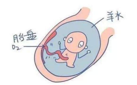 有趣的爱|羊水为啥叫“羊水”？孕妈孕期这样“喝”，羊水质量更好