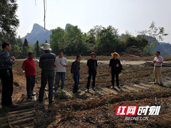 红网:武陵源区林业局检查验收索溪峪街道森林质量精准提升项目