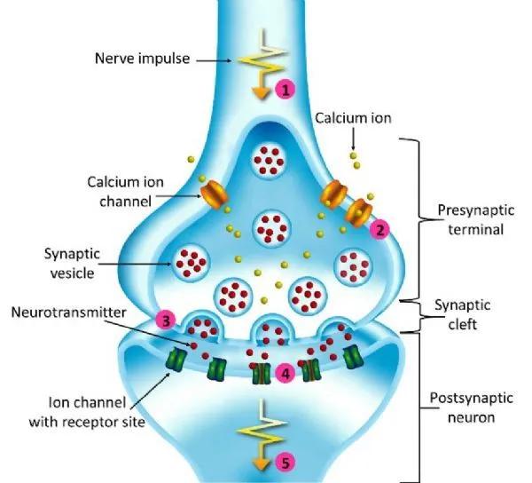 你的育儿经|脑科学日报｜Nature 子刊：怀孕最早期，人类大脑是如何发育的