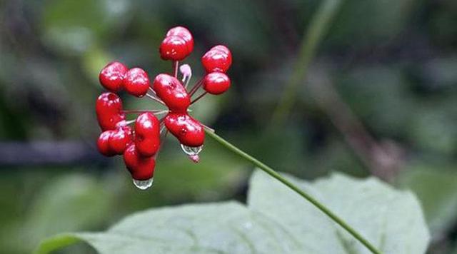 神农本草图经，薯蓣 菊花 甘草 人参 石斛 石龙芮