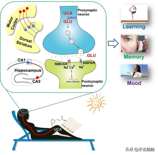 不可思议：晒太阳竟然能这样影响大脑