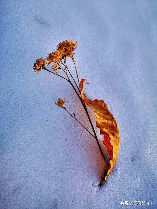 亲爱的，你那里下雪了吗？