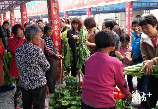 霜冻芥菜赛腊肉！信宜钱排大芥菜寒冬热销
