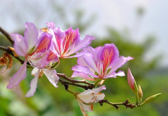 路边的紫荆花开得那么旺，粉紫色的花挂枝头，想家养该怎么做？