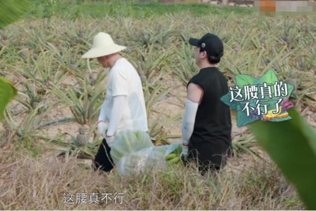 《向往4》滤镜有多强？香蕉在树上还是绿的，落地就掉色了9号放映厅