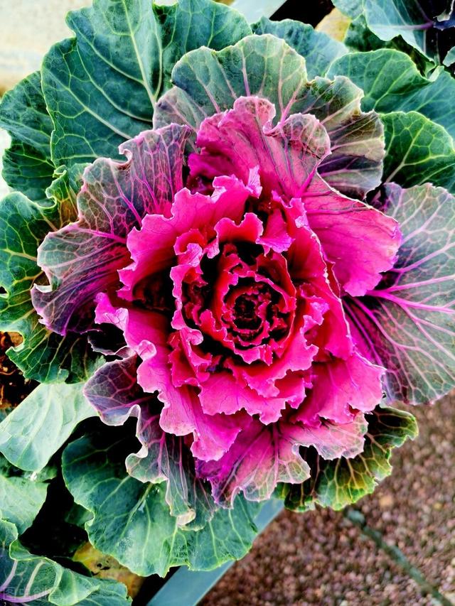 她家院子里冬天只种一种花，下雪也能常开不败，让人羡慕