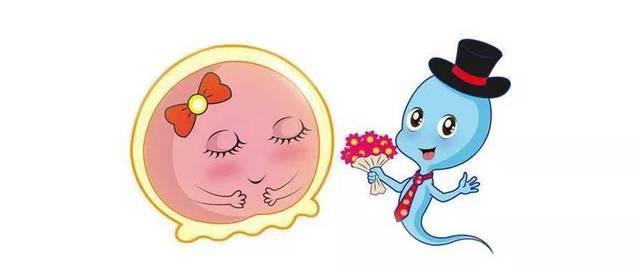 【你的育儿经】迎娶卵子小姐姐，精子小哥需要奋斗90天