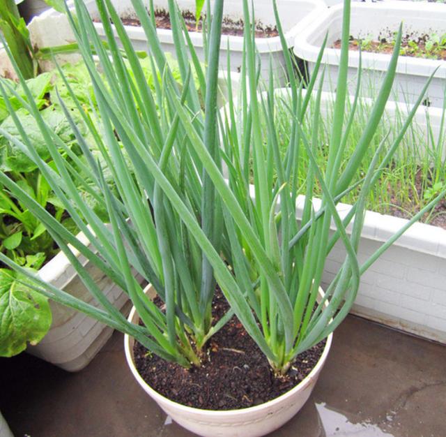 养花不如种菜，阳台种上4种菜，油绿漂亮，再冷不用出门买