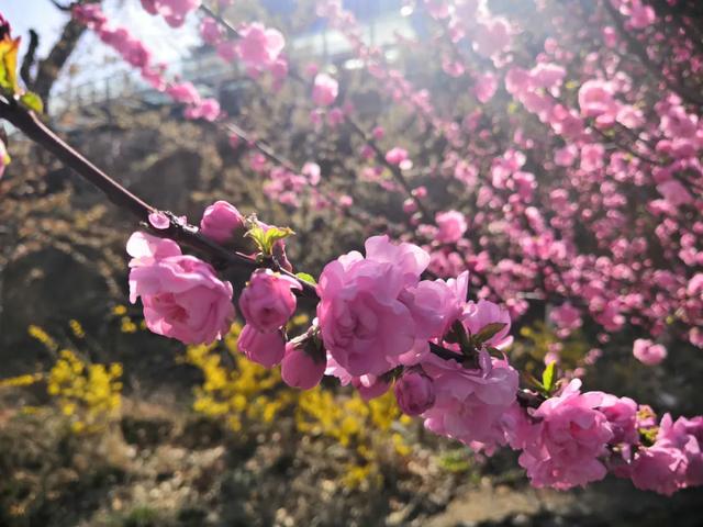 『约吗旅行』迎着春光，赴一场花海之约~