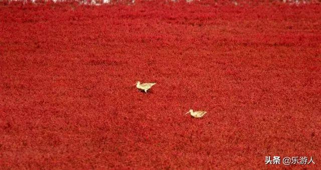 #行路万里#辽宁竟私藏了一片颜值超高的红海滩