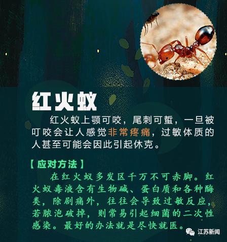 咬伤|被它咬了一口，女子窒息身亡！医生：第一时间应这样做