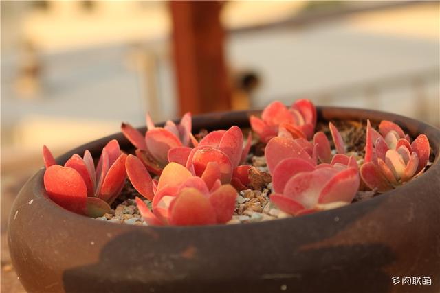 唐印，从绿得像菜，到红得真萌