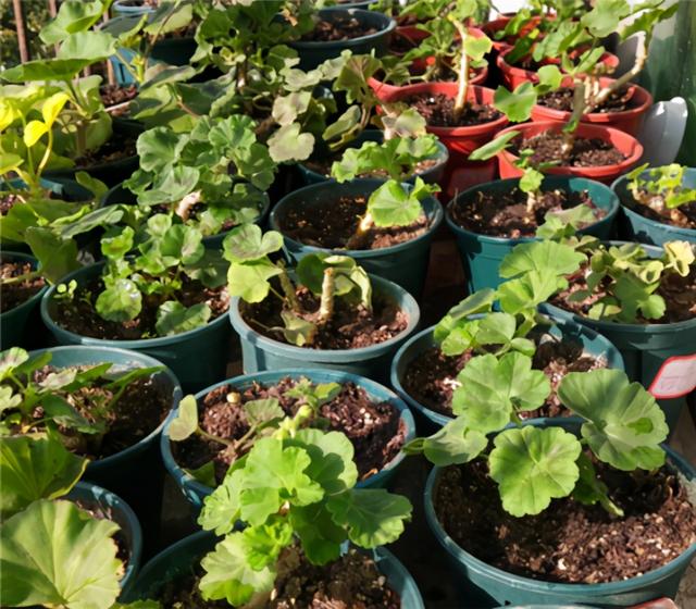 秋天插了就能活的花，插多少活多少，几天就生根