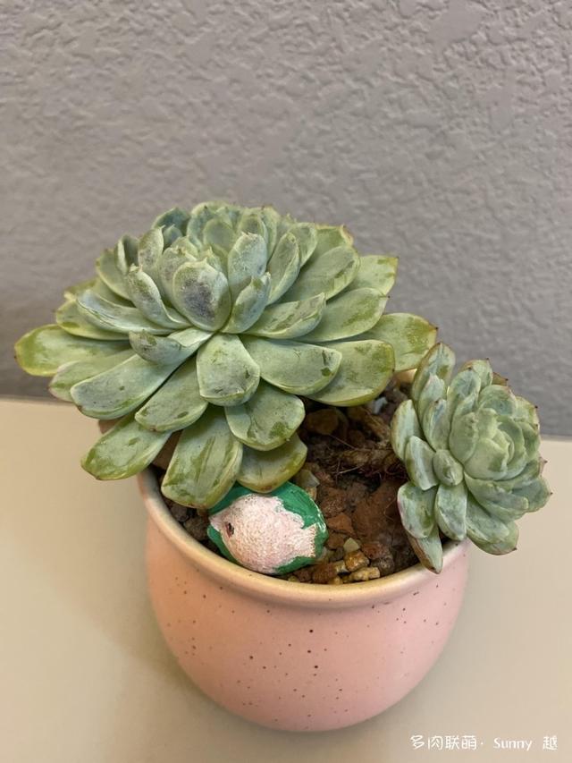 爱肉爱宝，不离不弃，未来可期