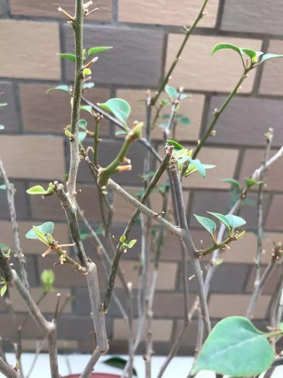 长寿花|这花就得饿着养，盆小水少，叶子越剪长得越旺！