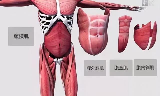 干货分享！深入剖析与腰痛相关的7块肌肉