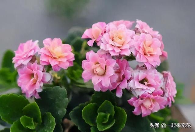 11月逛花市，3种开花植物，花期长好养护，放心带回家