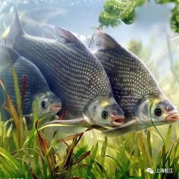 一尾养三年，要瘦身、要筛选，松江这种鱼好吃是有原因的