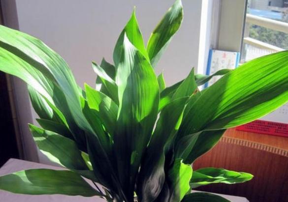 懒人不适合养花？错！选择这5种，不挑土，耐干旱，不管它都长