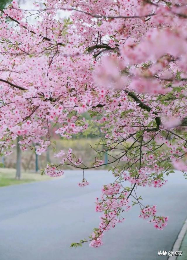 #旅行柚子君#这7家公园伴着鲜花重开了,春天还会远吗?