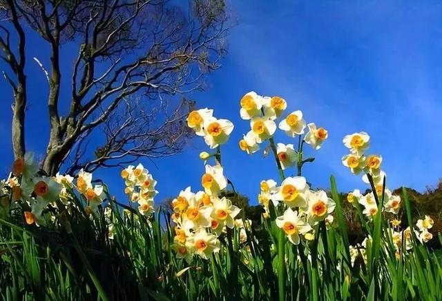 水仙花|水仙竟然只开花不结果？原因在此