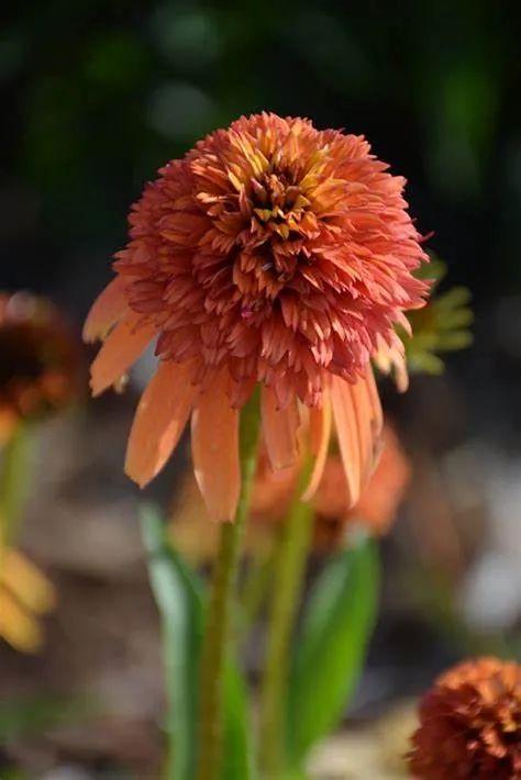 夏季庭院里一抹浓艳的色彩——松果菊