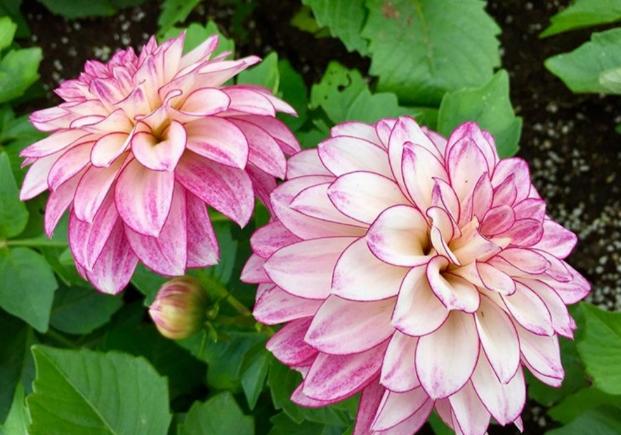 入冬后，院子里栽种的大丽花，这么整治一番，来年才能顺利开花