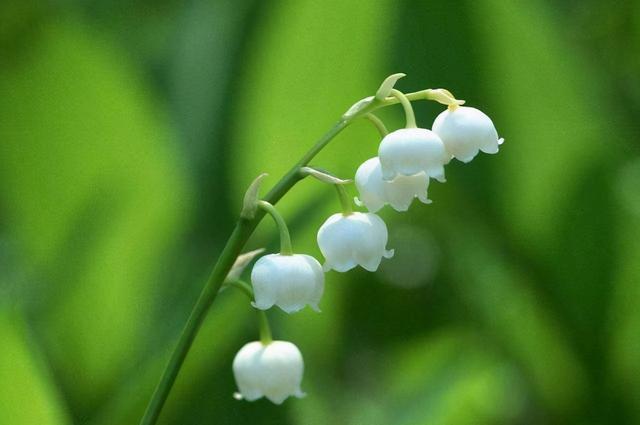 这“三类花”都相克，养一块“危害大”难开花，还会影响家人健康