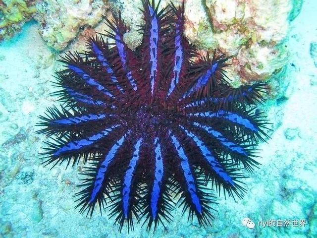 9. 棘冠海星