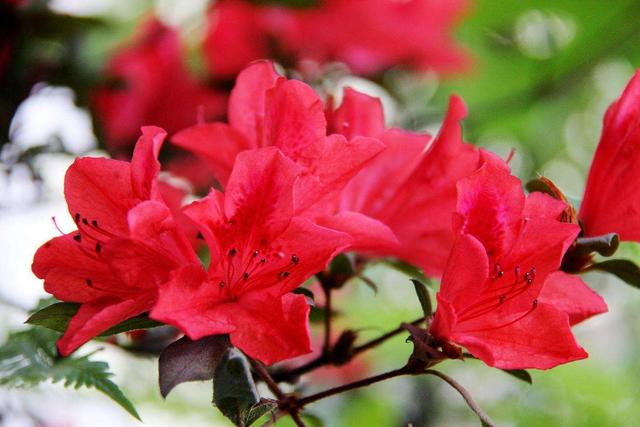 杜鹃花,花朵颜色鲜艳,怎么养