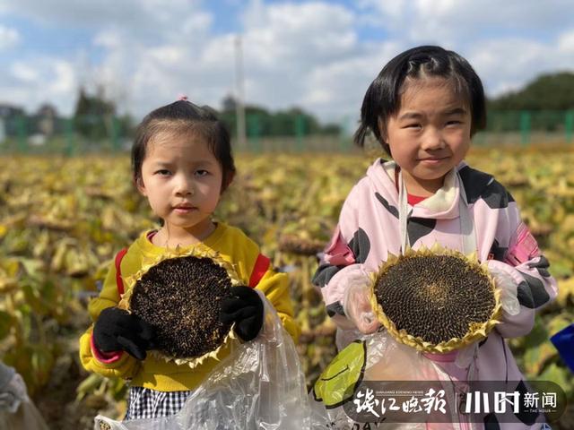 向日葵|宝宝是从哪里来的？浙江省农科院女专家的回答高级了