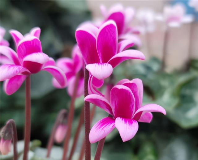 仙客来开花少？给足“肥力”，一直开到5月份