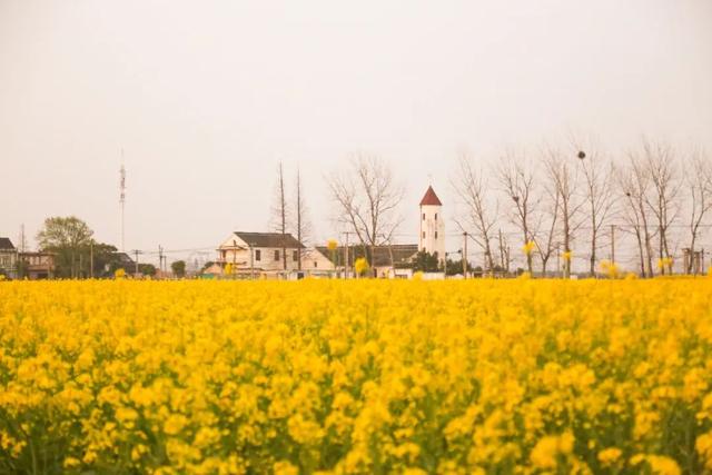 世界那么大▲一路繁花，松江这条公路美爆了