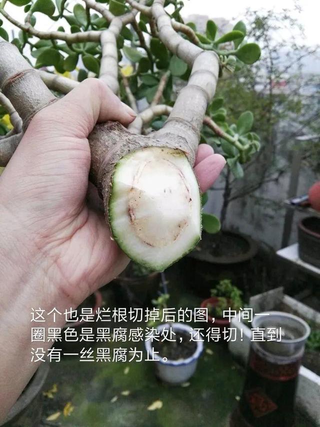 管住手！长寿花天冷少浇水，旱着养才保险