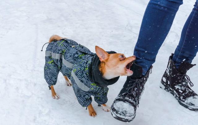 #你的育儿经#对孩子“不友善”的6种小型犬，泰迪犬上榜，你怎么看？