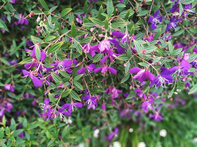 它也叫牡丹，比真牡丹便宜，是我认为的“宝藏花卉”