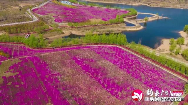 趣旅游@芝樱花海，为新泰“织”起“彩色地毯”！