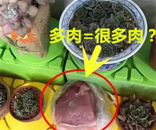 你的育儿经：“奶奶，老师让带多肉”，第二天孩子带来的东西，让老师哭笑不得
