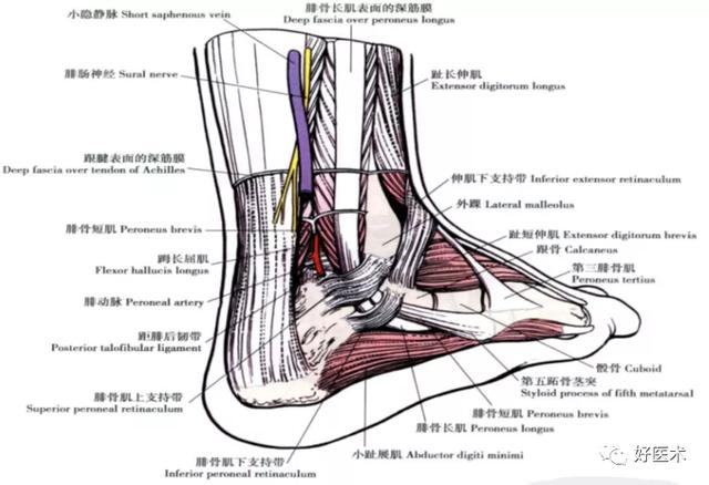 2.踝关节周围肌肉