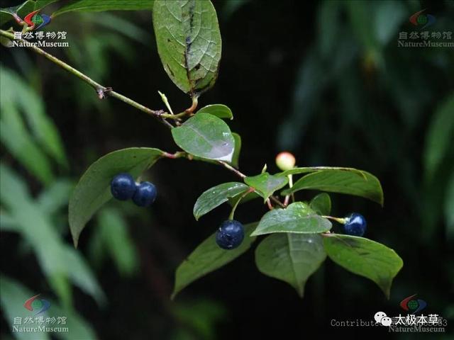 老鼠吹箫，见过吗？祛风湿，止痛。治风湿腰痛、肢体瘫痪