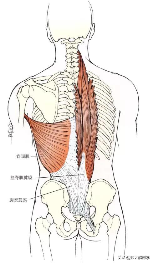 腰骶部手法治疗