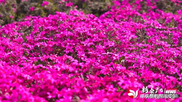 趣旅游@芝樱花海，为新泰“织”起“彩色地毯”！