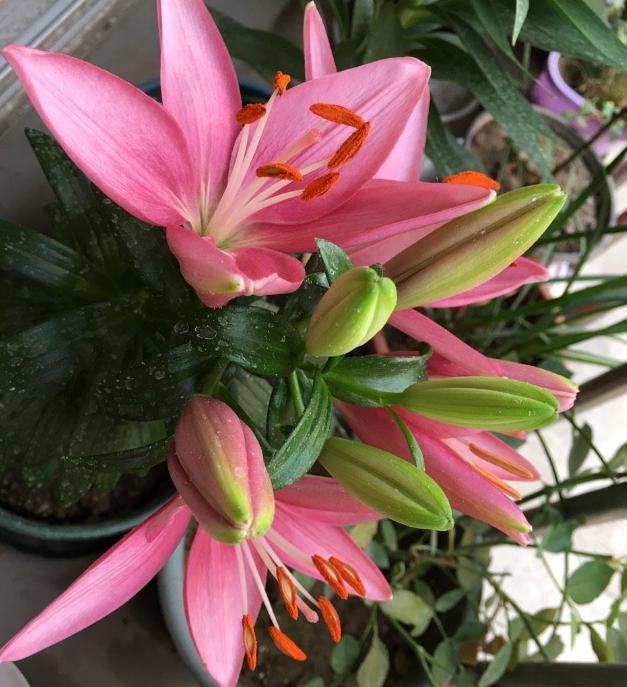 盆栽百合：将6个地方把控到位，开花又大又美、香味还持久