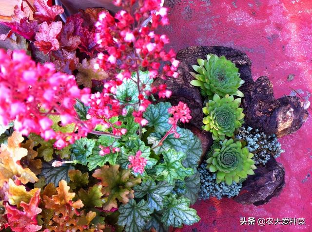 这3种花卉，冬天零下不怕“冻死”，耐寒能力杠杠的，漂亮好养