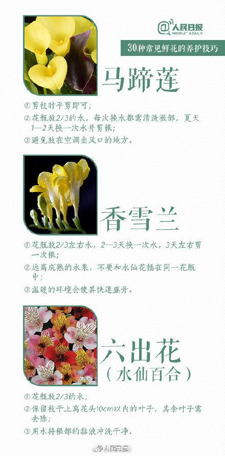 根部|30种入门级鲜花养护技巧