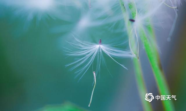细致入微！微距镜头捕捉花草别样美